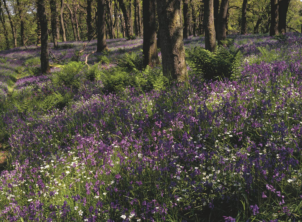 Spring Bluebells in Eskdale Spring Bluebells in Eskdale
